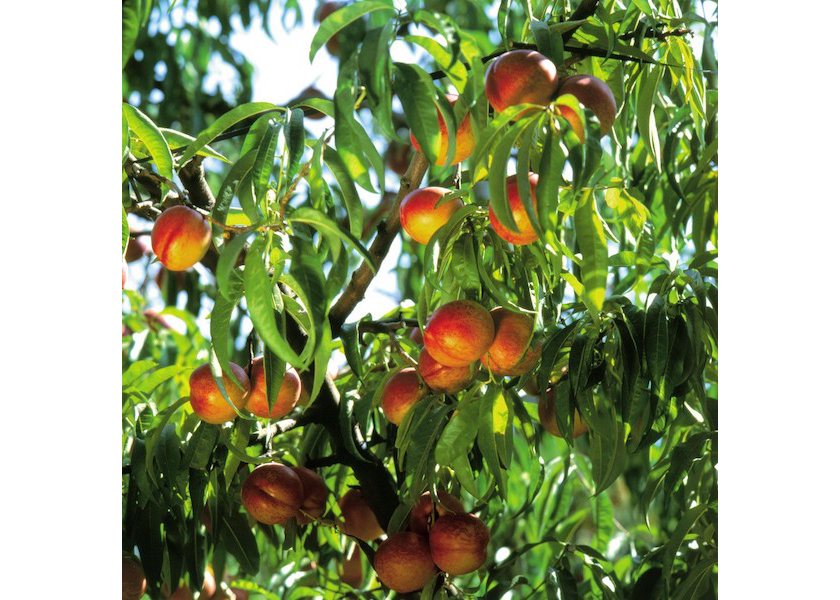Chilean stone fruit committee forecasts a 15 increase in volume The Packer